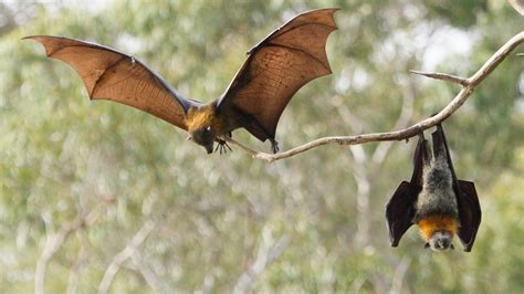 Heatwave triggers a plague of flying foxes in Australia | World | The Times