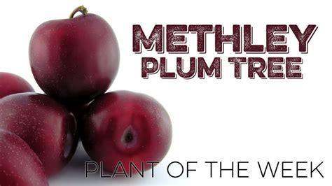 Methley Plum Tree | Homestead Plant of The Week | 001