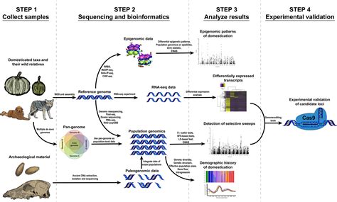 Frontiers | Genomic, Transcriptomic and Epigenomic Tools to Study the ...