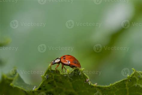 Ladybug walking on leaf edge 17365931 Stock Photo at Vecteezy