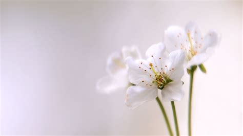 White Flower HD Wallpapers - Wallpaper Cave