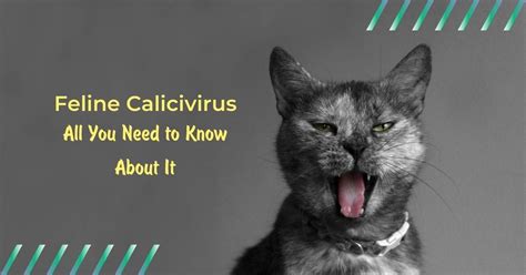 Feline Calicivirus - All You Need To Know About It - I Love Veterinary