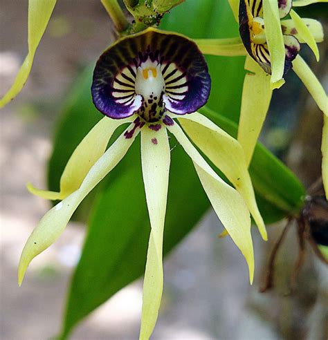 Belize - Black Orchid. | Orchid flower, Orchids, Black orchid