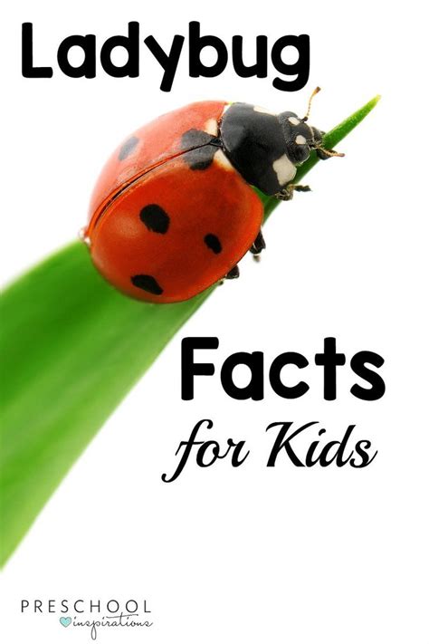 Ladybug Facts for Kids | Facts for kids, Ladybugs preschool, Ladybug