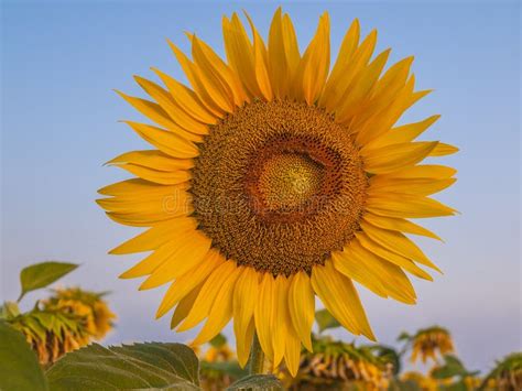 549 Corolla Del Girasol Fotos de stock - Fotos libres de regalías de Dreamstime