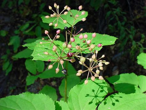 ΑΡΑΛΙΑ νάρδος - Aralia Racemosa | ΒΟΤΑΝΟΘΕΡΑΠΕΙΑ . ΘΕΡΑΠΕΥΤΙΚΑ ΦΥΤΑ ΚΑΙ ΒΟΤΑΝΑ