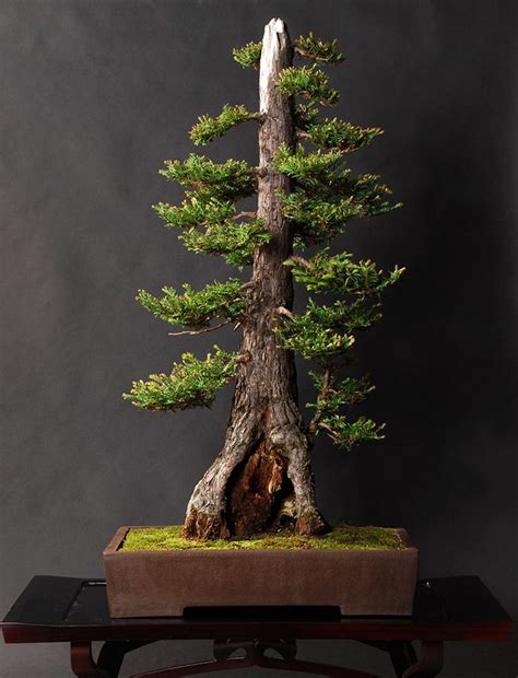 Amazing Redwood Bonsai Tree of all time Learn more here | earthysai