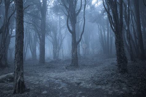 Misty Foggy Dark Forest at Night Stock Photo - Image of blue ...