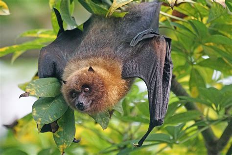 Misunderstood flying fox could prove bat species demise, warn scientists