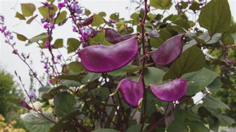 Hyacinth Bean Vine: Expert Care & Growing Guide - Greeny Thumbs