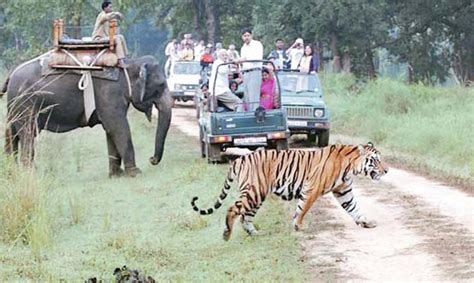 Jungle Safari in Corbett | Activities in Jim Corbett National | Exotic ...