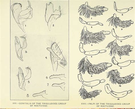 7 Lepidoptera anatomy, Anatomy Images: PICRYL - Public Domain Media ...