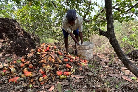 Maharashtra cashew farmers hit hard by unseasonal rain, temperature, pests