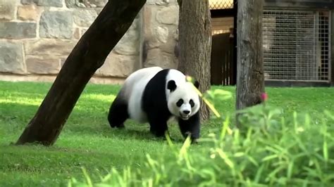 Smithsonian National Zoo's giant panda program ending after more than ...