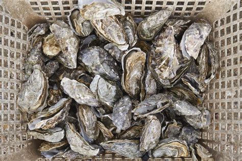 Oysters in a Basket. Arcachon Bay. Seafood in Aquitaine, France Stock ...