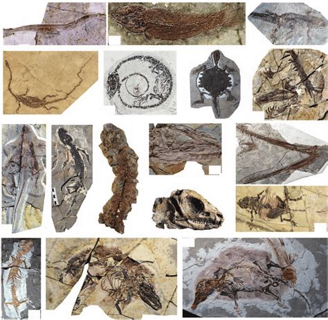 Selected Jehol vertebrate fossils. (a) The agnathan Mesomyzon; (b) the ...