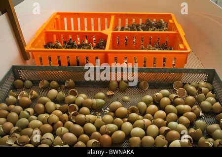 PHEASANT EGGS HATCHING Stock Photo - Alamy