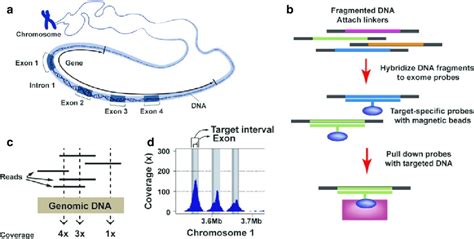 10 Whole-exome capture and sequencing. (a) Representation of a gene and... | Download Scientific ...