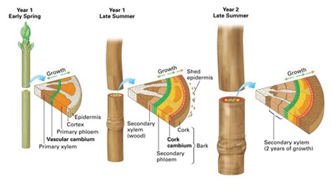 Cork Cambium