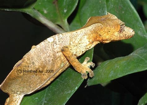 dactylus.de - Gattung Uroplatus