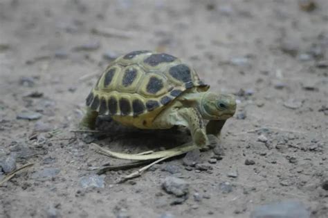 Bolson tortoise - Facts, Diet, Habitat & Pictures on Animalia.bio