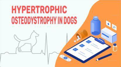 Hypertrophic Osteodystrophy (HOD) In Dogs - Petmoo