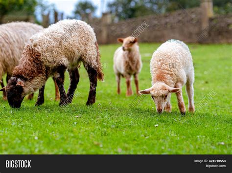 White Lamb His Family Image & Photo (Free Trial) | Bigstock