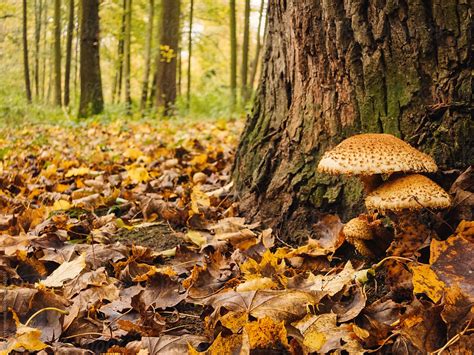 "Mushrooms In An Autumn Forest" by Stocksy Contributor "Geoffrey ...