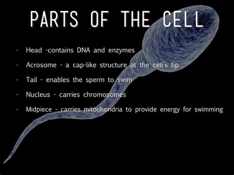 Parts of the sperm cell – Telegraph