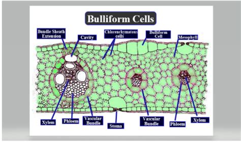 Bulliform or motor cells are present in(a)Dicot stem(b)Upper epidermis ...