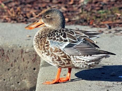 Shoveler Duck Hen