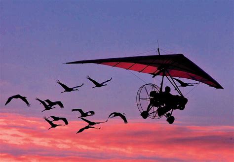 Feds to end ultralight aircraft-led whooping crane migration - Chicago Tribune