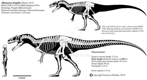 Allosaurus fragilis skeletal (DINO 2560). by Franoys on DeviantArt ...