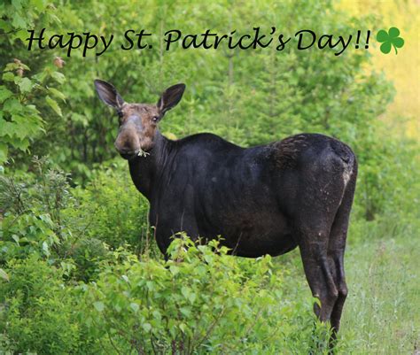 Happy St. Patrick's Day! #mooselove #stpatricksday | Moose, Safari tour ...