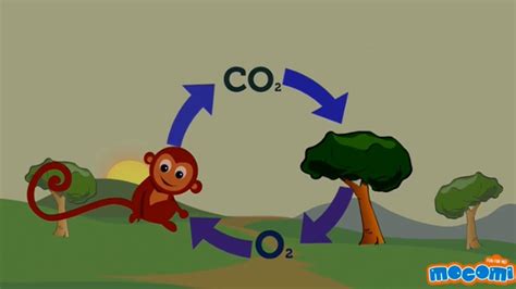 What Does The Diagram Of The Co2 O2 Cycle Illustrate - Hanenhuusholli