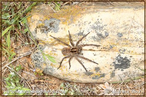 Lycosa tarantula (Linnaeus, 1758) – ArachnoPhoto