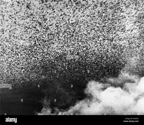 LOCUST SWARM, 1952. /nA swarm of desert locusts fills the sky in the Middle East, 1952 Stock ...