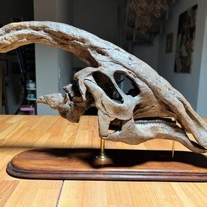 Big Parasaurolophus Walkeri Skull Dinosaur Fossil Replica in High End ...