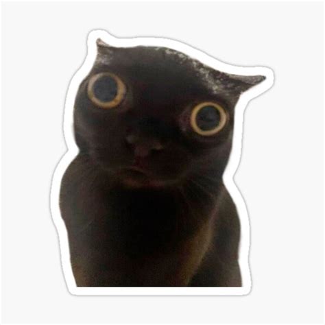 "Staring cat meme" Sticker for Sale by Alegzandra | Redbubble