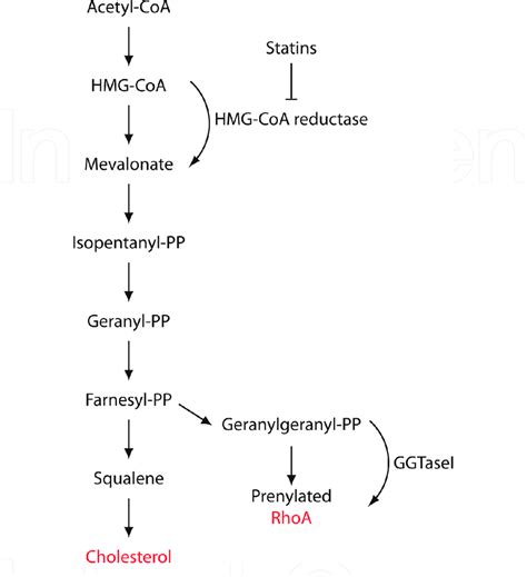 Simple schematic of the mevalonate pathway showing that... | Download ...