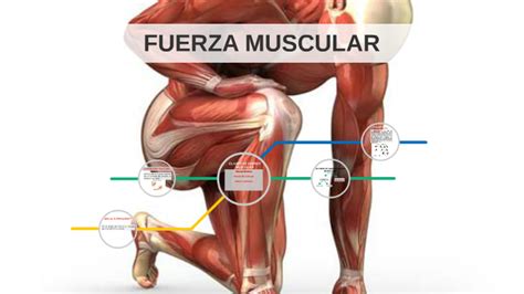 FUERZA MUSCULAR by manuel varela on Prezi