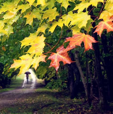 8 Tips for Better Autumn Photography | OM SYSTEM