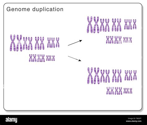 Whole Genome Duplication Stock Photo - Alamy