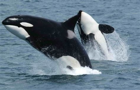 The Top 10 Fastest Animals in the Water