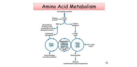 Block 10 Amino Acid Metabolism | Attempts: 2925 - Quiz, Trivia & Questions