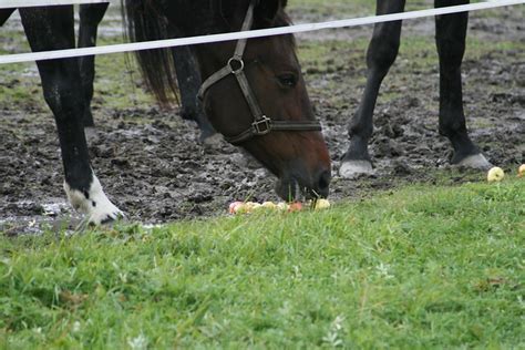 Horse eating apples | Flickr - Photo Sharing!