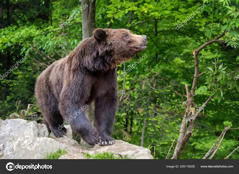 European Brown Bear Forest Wild Animal Nature Habitat — Stock Photo © VolodymyrBur #205116528