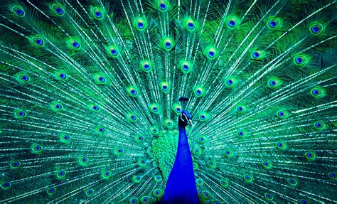 Peacock HD Wallpaper