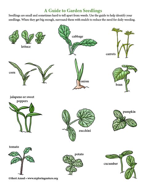 Flower Seedling Identification Chart | sexiezpix Web Porn