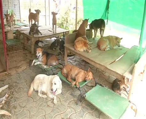 Odisha: Bhubaneswar-based NGO providing shelter to animals amid soaring temperatures – ThePrint ...